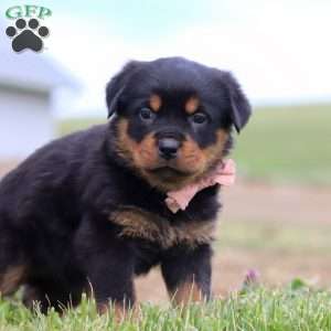 Rose, Rottweiler Puppy